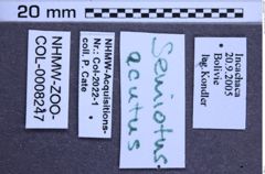 Etikette zu Semiotus acutus (Candèze, 1874) (NHMW-ZOO-COL-0008247)